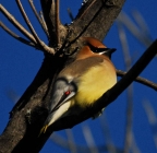 Cedar Waxwing: 960x929